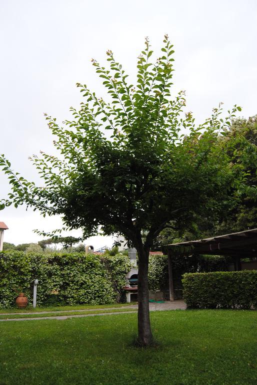 Il Susino Apartamento Tirrenia Exterior foto